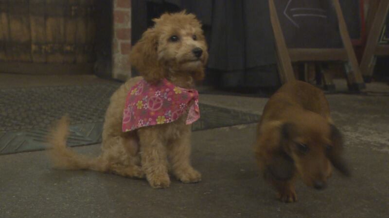 Dakota Dachshund Rescue (DDR) has dachshunds, doxie mixes, and dachshund wanna-be’s looking...