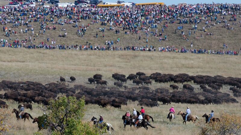 Buffalo round-up