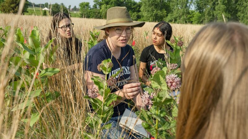 According to the university, Olson-Manning’s research is focused on milkweeds, which are...