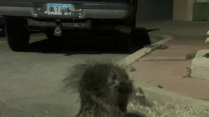 Porcupine caught in downtown Aberdeen