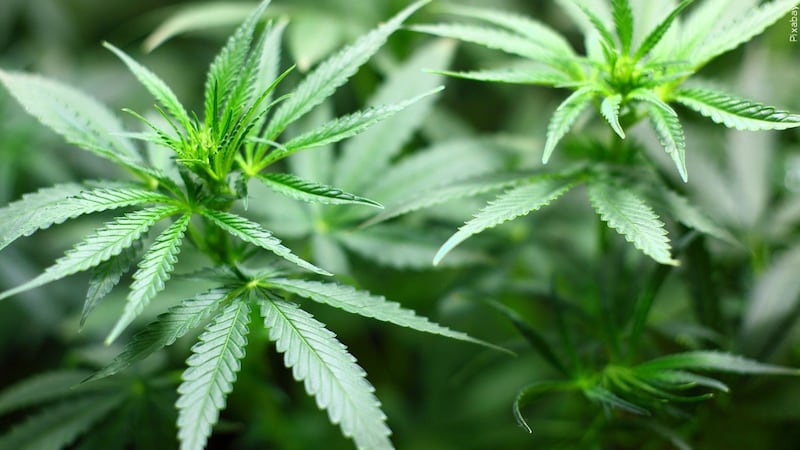 FILE – This file photo shows marijuana.