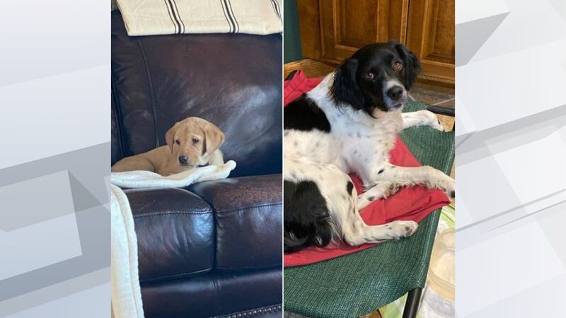 Sioux Falls Police have made an arrest in connection with a stolen car that had two dogs...