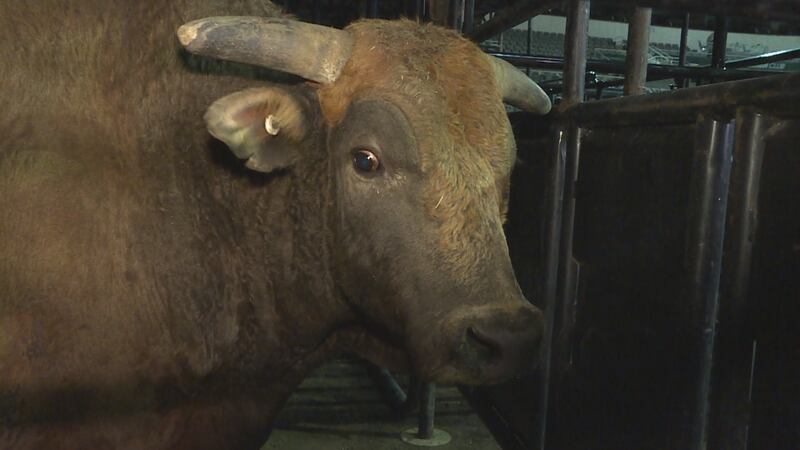 'Salt Dog' is one of several bulls in this years event.