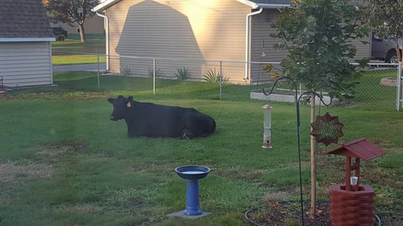 Photo courtesy of Glen and Joyce Olson