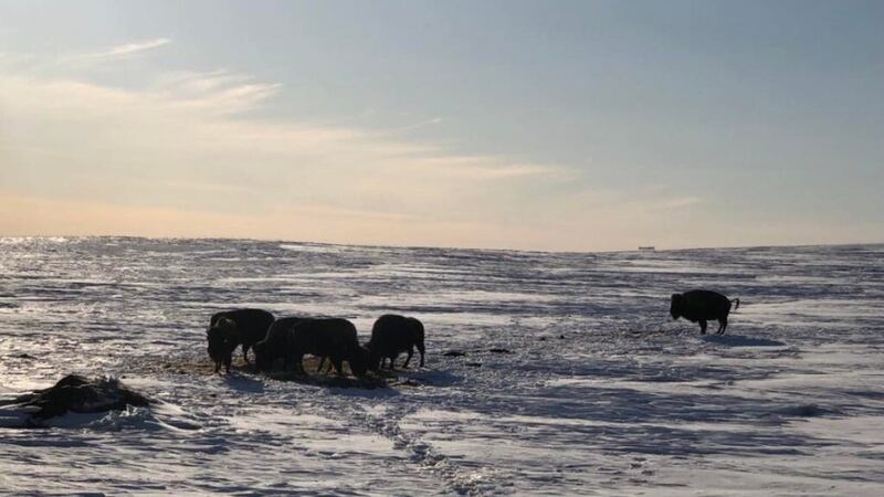 Bison graze on a snow covered pasture in Corson County.