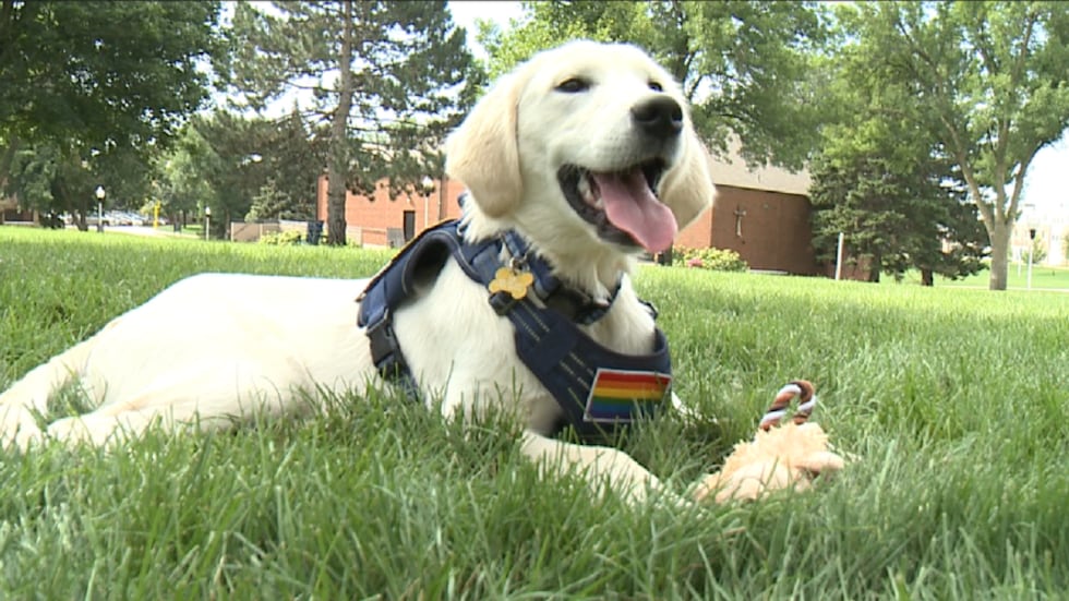 On Thursday, Augustana University introduced the community to Ace — its new mascot who will...
