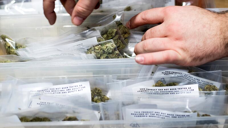 FILE - In this Jan. 6, 2018, file photo, an employee stocks cannabis at a store shortly before...