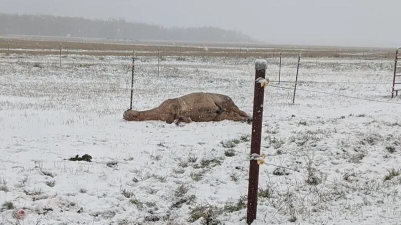 Horse shot near Gatzke in Marshall County, Minnesota.