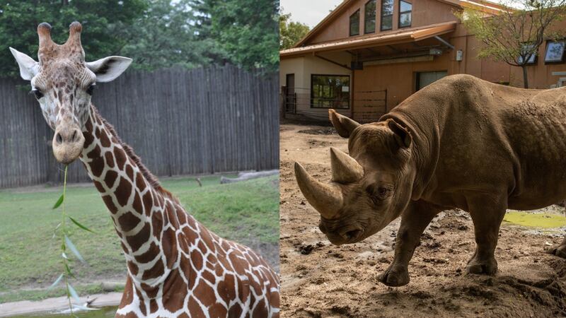 Two former residents of the Great Plains Zoo have relocated to Florida and Oklahoma.