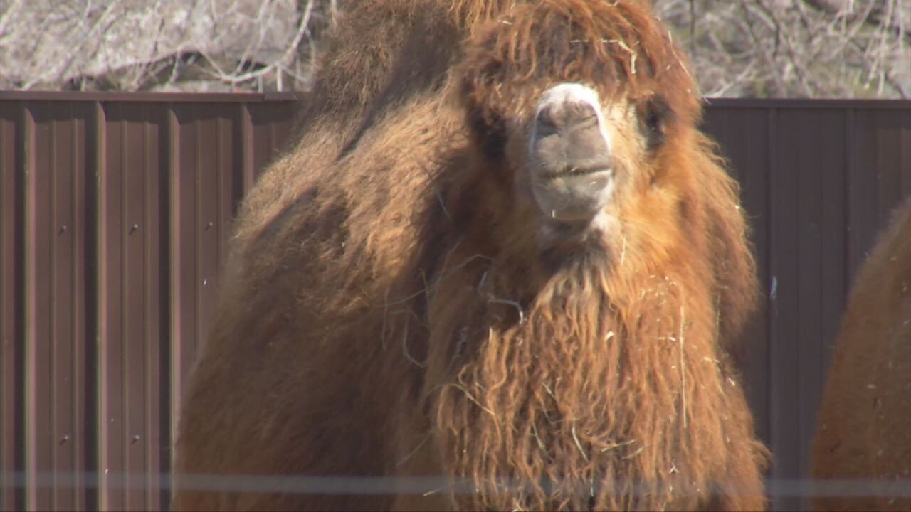 Wild Wednesday: Bactrian Camels - Vimarsana News