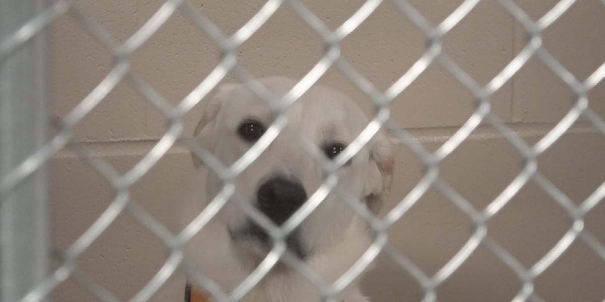 Sioux Falls Area Humane Society at capacity, not accepting surrenders Sioux Falls Area Humane Society at capacity, not accepting surrenders