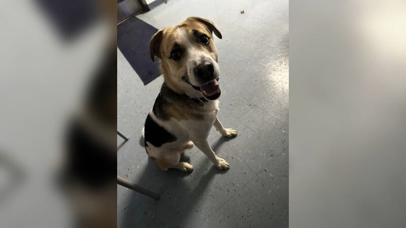 A 4-year-old dog named King was found tied up outside a Burger King in Monee, Illinois,...