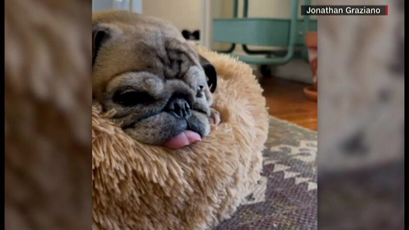 Noodle, a senior pug who predicted on social media whether it would be a bones day or a no...