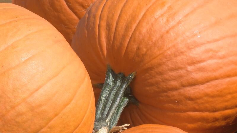 The event will be family-friendly with a pick-and-take pumpkin patch, exhibits, treats and...