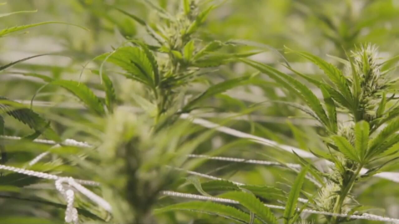 Recreational marijuana ballot question validated for 2024 election - Vimarsana News